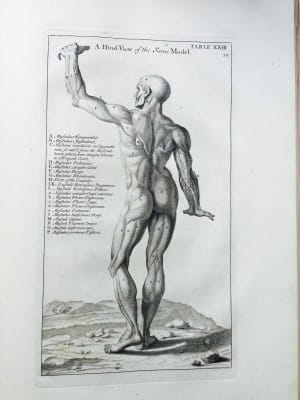 Genga Anatomy Improv'd