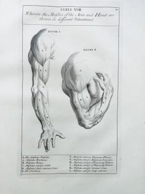 Genga Anatomy Improv'd