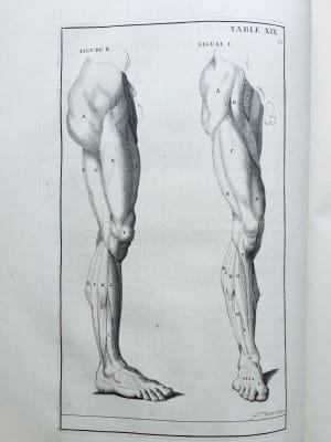 Genga Anatomy Improv'd