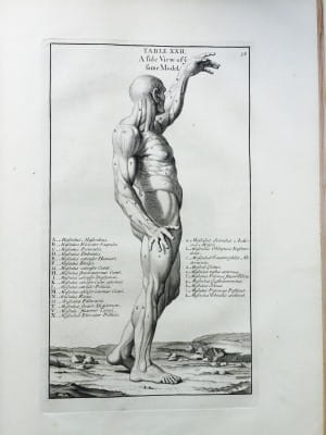 Genga Anatomy Improv'd