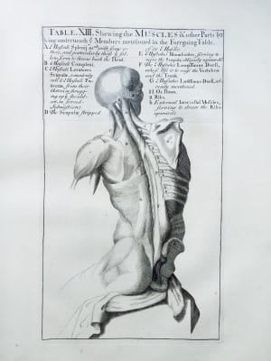 Genga Anatomy Improv'd