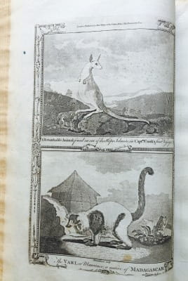 Kangaroo and Yari (lemur)