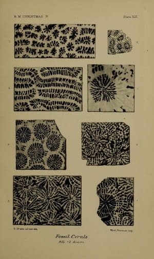 Christmas Island 4: Fossil Corals