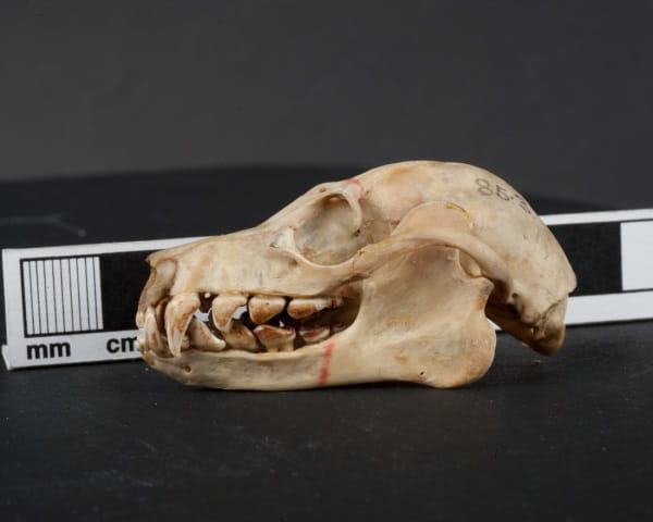 Christmas Island 3: Fruit Bat Skull