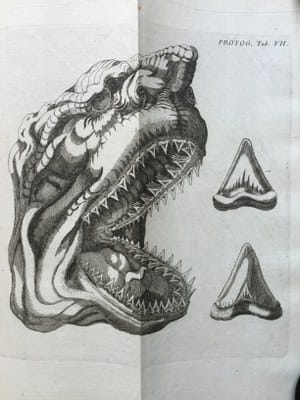 Gottfried Wilhelm Leibniz - Fossils