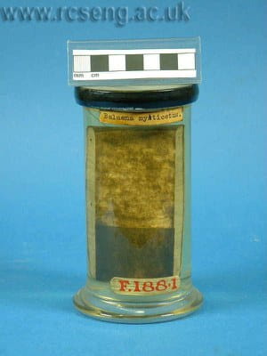 Skin from a bowhead whale