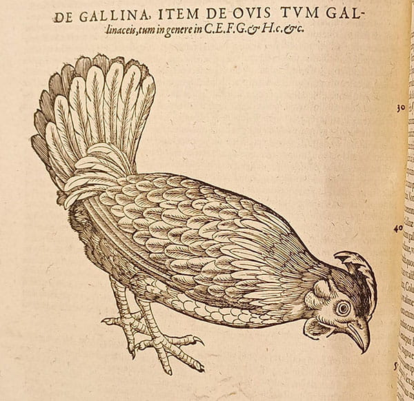 Woodcut of a hen: De gallina, item de ovis tum gallinaceis, tum in genere in C.E.F.G. & H.c.&c.
