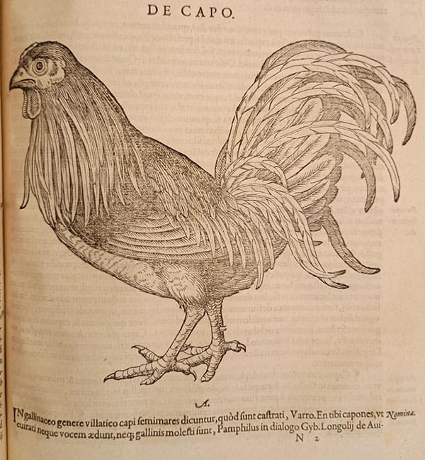 Woodcut of a hen: De capo. In galliaceo genere villatico capi femimares dicuntur, quod sunt castrati, Varro. En tibi capones, vt Nomina. cuirati neque vocem aedunt, neq; gallinis molesti sunt, Pamphilus in dialogo Gyb. Longolij de Aui-...