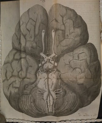 Illustration of the circle of Willis