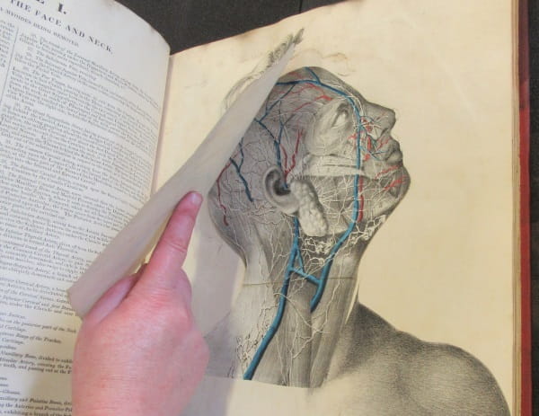 Under your skin 2: Tuson