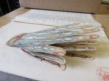 Under your skin 7: Household physician hand