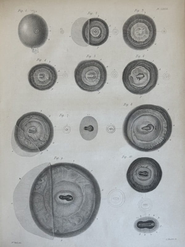 Engravings of egg cross-sections