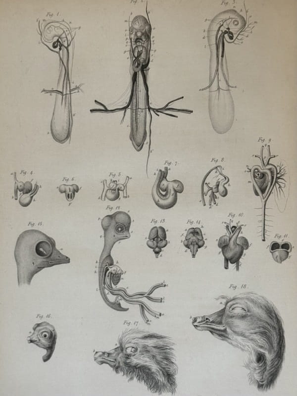 Engraved drawings of bird embryos